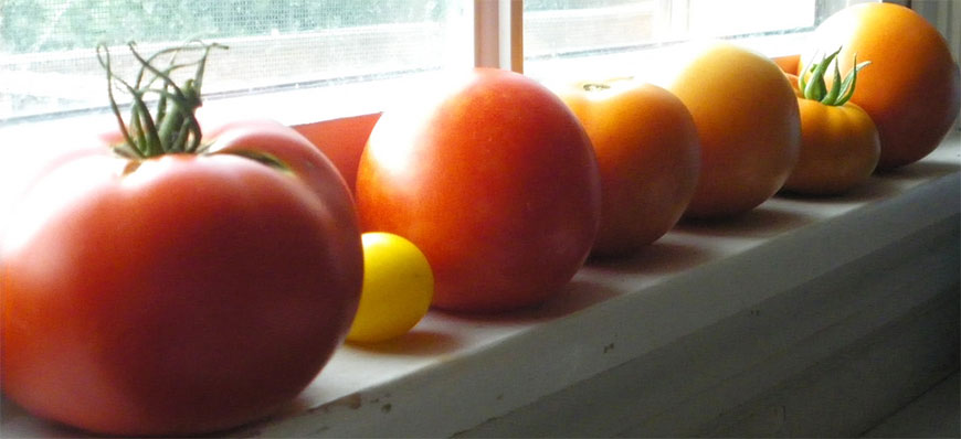 A suuny windowsill is the wrong place to ripen tomatoes. Photo: Renee, Creative Commons, some rights reserved