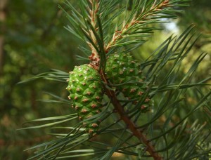 Scots pine with immature cones. Photo: Pleple2000, Creative Commons, some rights reserved