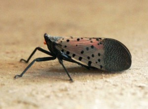 The spotted Nanternfly. Photo: Henripekka Kallio Creative Commons, some rights reserved