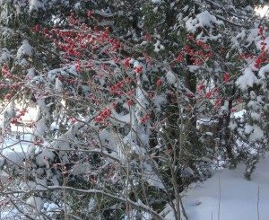 Winterberry, Ilex verticillata, is native to all of eastern North America from Florida to the Arctic Circle. Photo by Martha Foley