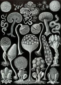 They're a little prettier in the microscope. Illustration: Mycetozoa from Ernst Haeckel's 1904 Kunstformen der Natur (Artforms of Nature)