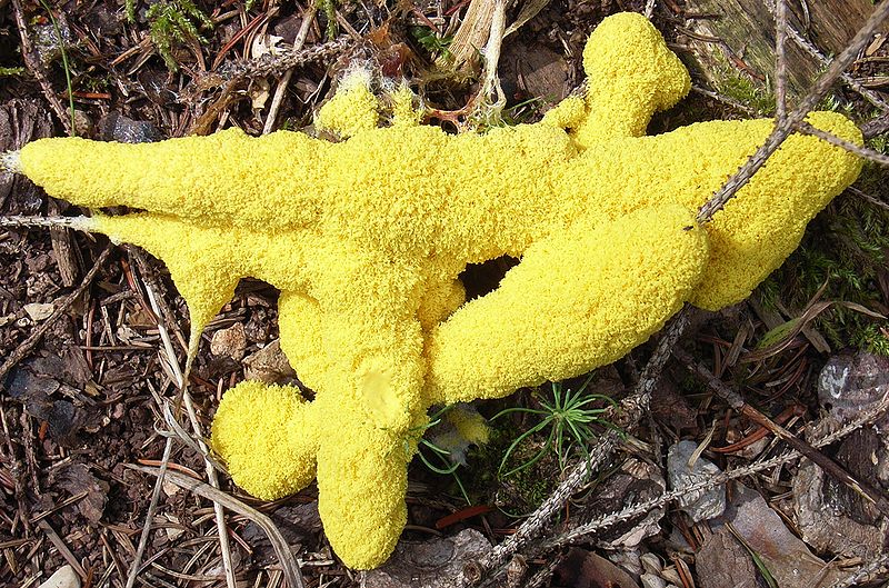 Fuligo septica, the pleasantly nicknamed "dog vomit" slime mold. Photo: Siga, public domain