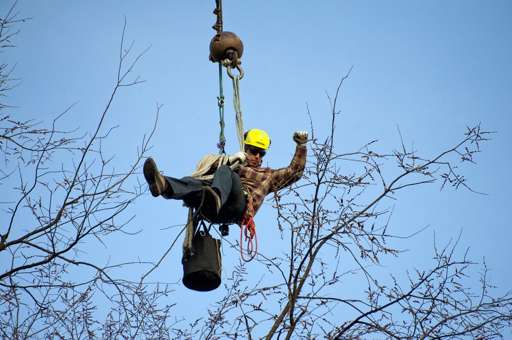 An arborist, just hanging out. Photo: Penn State, Creative Commons, some rights reserved