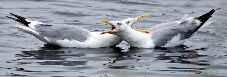 Pair of herring gulls in a more conventional waterfowl setting. Photo: PhotoJeff, Creative Commons, some rights reserved