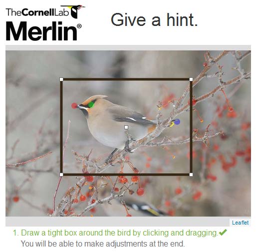 Screenshot of Merlin bird photo ID tool from The Cornell Lab