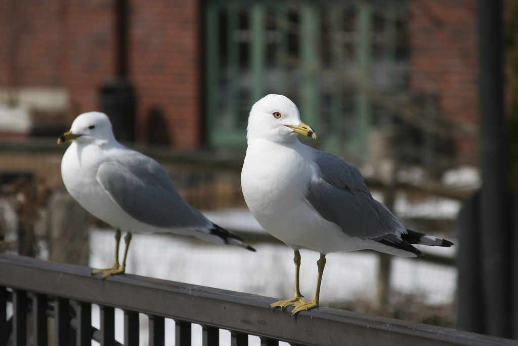 A pair of ring-billed gulls with an eye on the main chance. Photo: Kerry Lannert, Creative Commons, some rights reserved