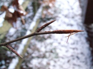 Beech have long, lance-like buds. Photo: Peter Birch, Creative Commons, some rights reserved