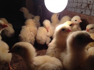 Feeding the chicks. Photo: Helder Rocha