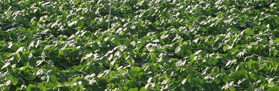 Lima bean field. Photo: University of Delaware, Creative Commons, some rights reserved