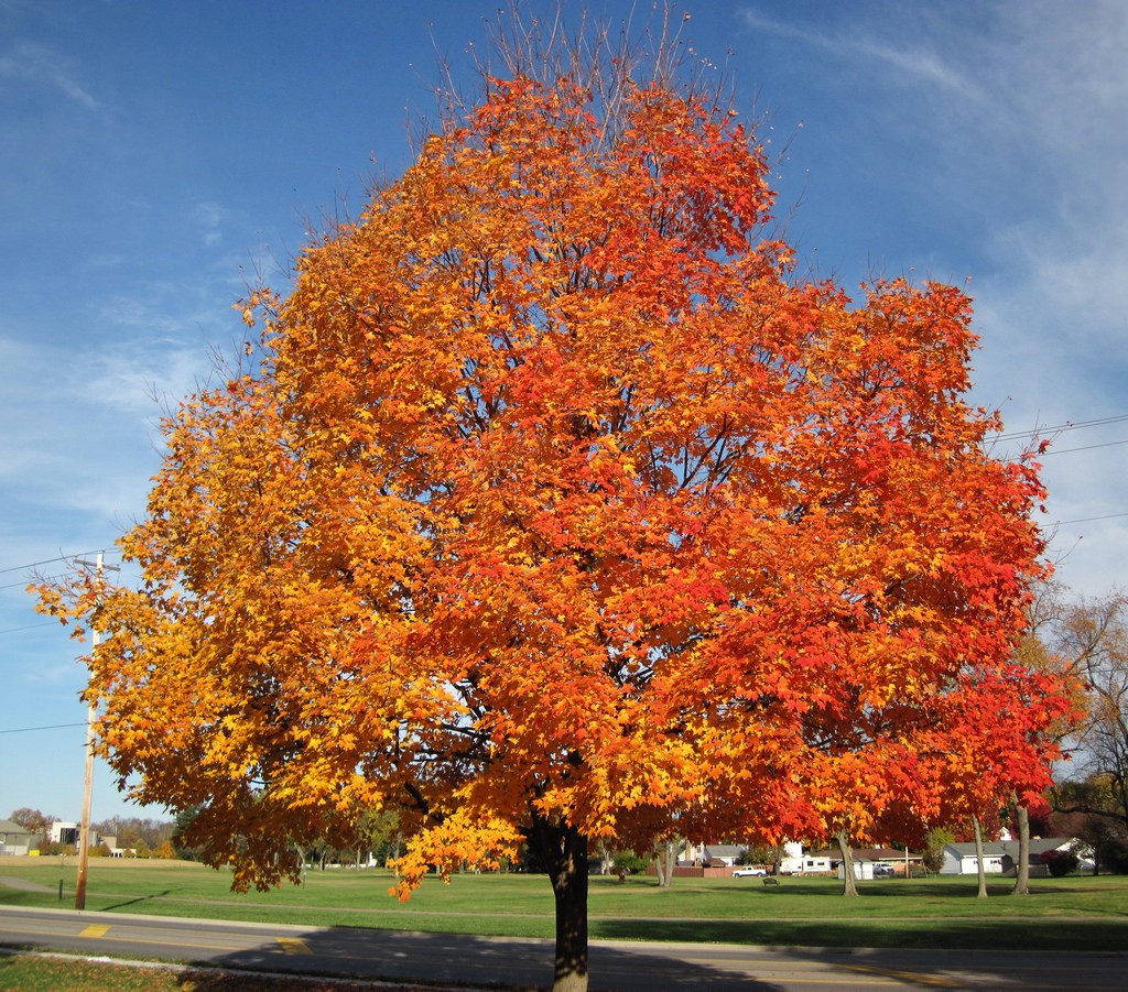 Acer saccharum, the sugar maple--good looking, good at everything--annoying. Photo: James St. John, Creative Commons, some rights reserved