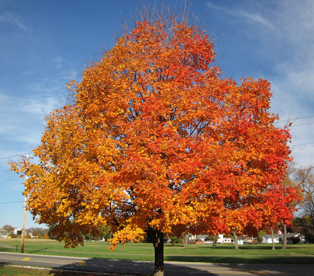 Trees of the Adirondacks: Sugar Maple