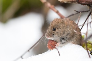 Vole in snow. Photo: Hanna Knutsson, Cretive Commons, some rights reserved