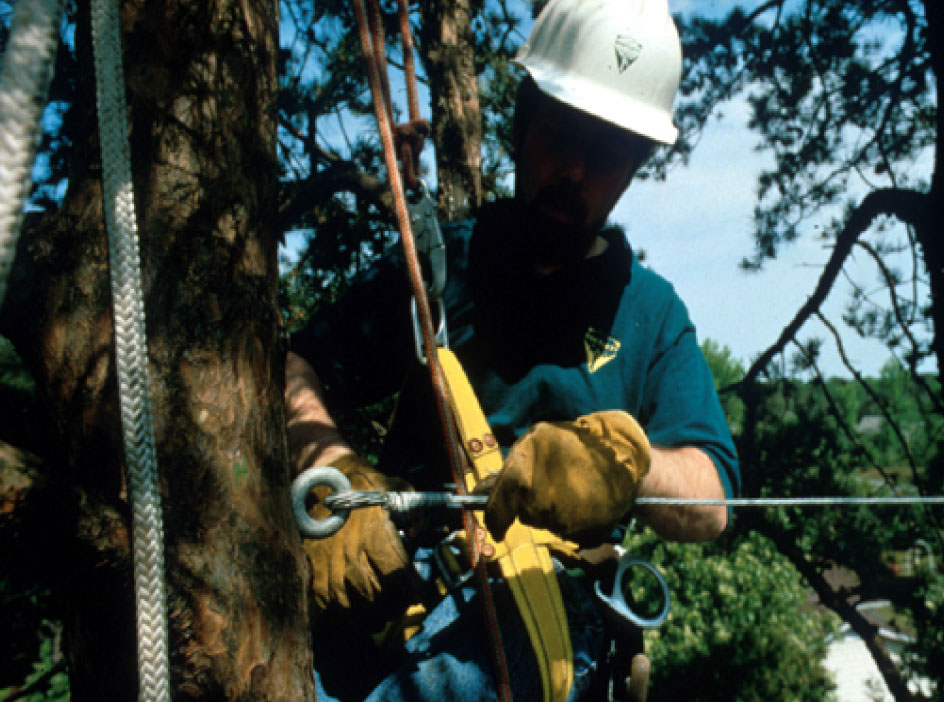 But cabling trees is complex and may not be a DIY activity. The solution may require a certified arborist. Photo: Purdue University