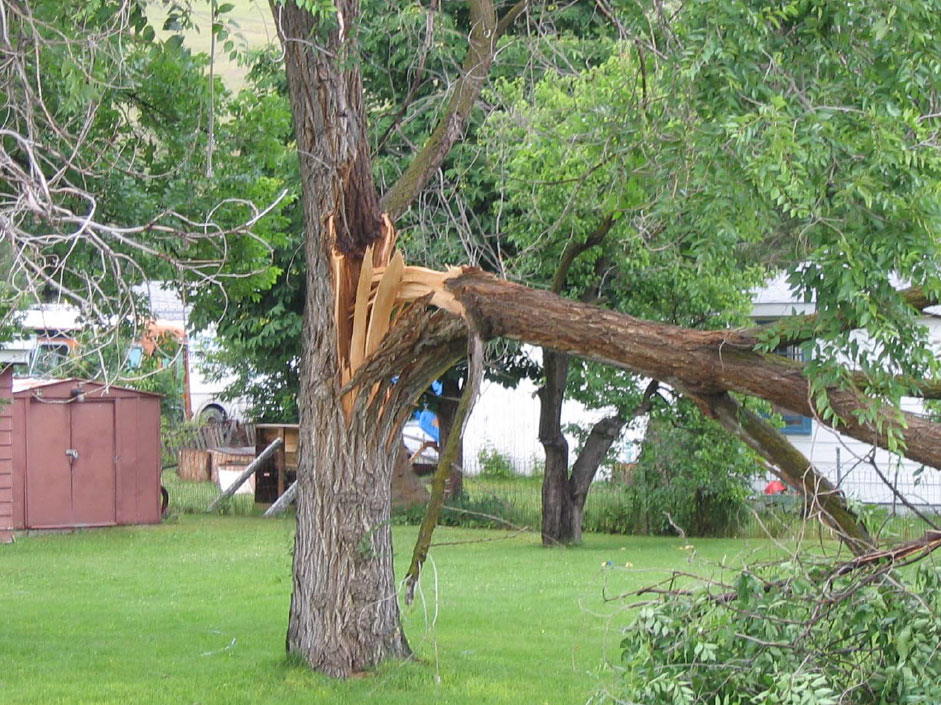 Don't let this happen to you. Weak trees need a little structural support. Photo: Purdue University