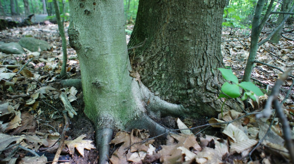 Long-lived, shade-tolerant species such beech (left) and maple (right) are dominant species of climax forest in the region. Beeches are now being killed off before maturity by a combination threat posed by an invasive insect and a native fungus. Photo: Vladislav Korovine, Creative Commons, some rights reserved