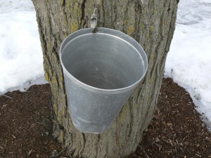 JUST A DROP IN THE BUCKET: It's been a slow sap season so far at Stanley's.