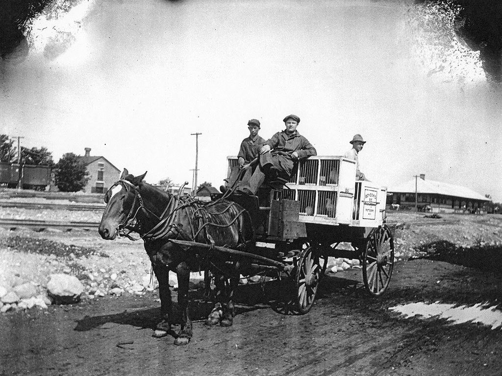 Transporting chickens, c. 1920. Workers transport Benson's Leghorns in wooden cages aboard a wagon. Fred C. Benson was the proprietor of Central Meat and Grocery Market at 33 Market Street. Potsdam's depot is to the right of the wagon. Photo: Potsdam Museum archives