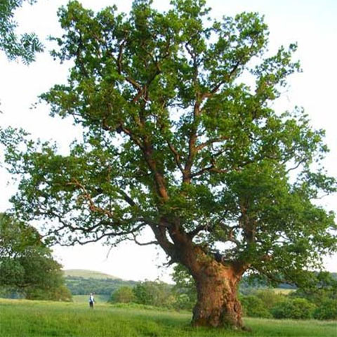 Some species of oak can live 800 years or more. Photo: Oliver Dixon, Creative Commons, some rights reserved