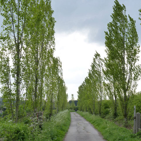 Live fast, die young. The Lombardy poplar barely makes it out of its teens. Photo: Alan Murray, Creative Commons, some rights reserved