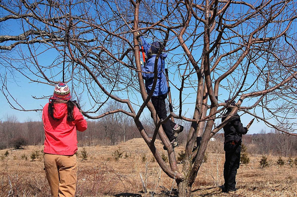  It's time to prune the apple trees at the Van de Water farm in Canton. Archive Photo of the Day: Carol Kepes.