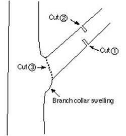 Don't cut branches flush. Leave the branch collar swelling. Drawing: University of Minnesota Extension