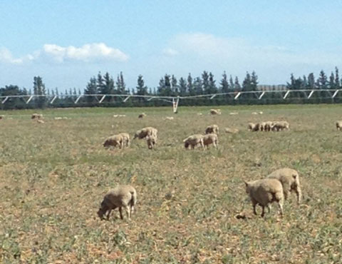 Sheep grazing on Brassicas.