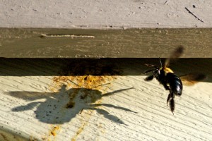 Carpenter bees can cast a big shadow on home maintenance. Photo: DRSPIEGEL14, Creative Commons, some rights reserved