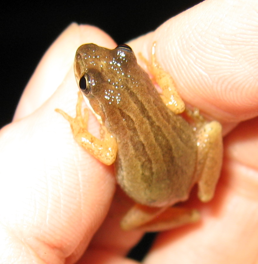 Pseudacris kalmi, the boreal chorus frog. Photo: Anita Gould, Creative Commons, some rights reserved