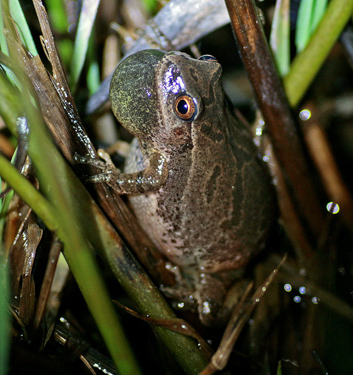 Often heard, but seldom seen--a spring peeper. Archive Photo of the Day: Bruce Dana, Morristown, NY