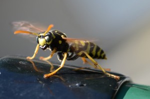 Bees are hairy, wasps are scary: Photo slgckgc, Creative Commons, some rights reserved