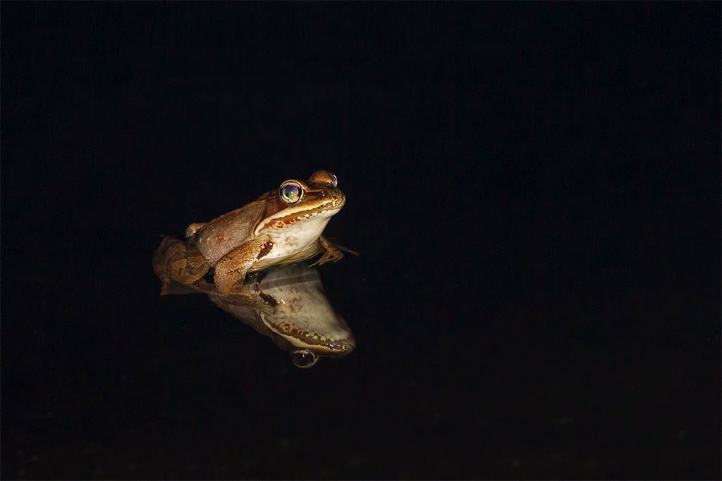 A wood frog sits patiently on the ice of a pond in Lake Placid's Intervale Lowlands. It will breed as soon as the ice melts. Archive Photo of the Day: Larry Master