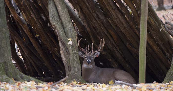 This four year old buck at a wildlife research station has already lived twice as long as the average whit-tail in the wild. Photo: Penn State, Creative Commons, some rights reserved