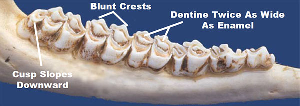 The typical tooth wear in a 4.5 year old whitetail deer. Illustration: Texas Department of Parks and Wildlife