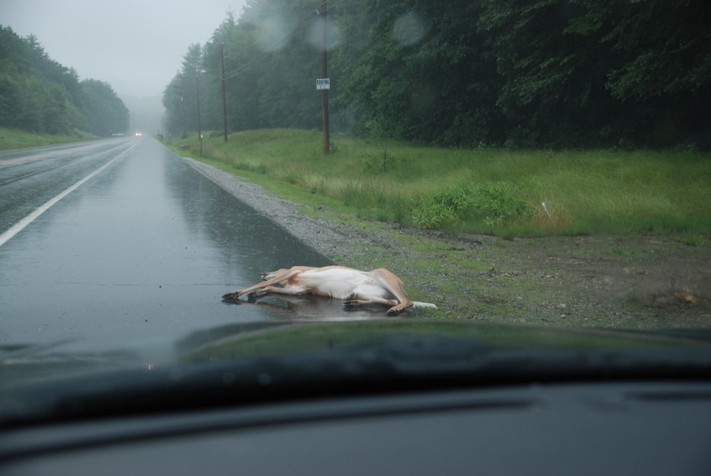 An estimated 65,000 whitetail deer are killed each year along New York state roads. Photo: batwrangler, Creative Commons, some rights reserved