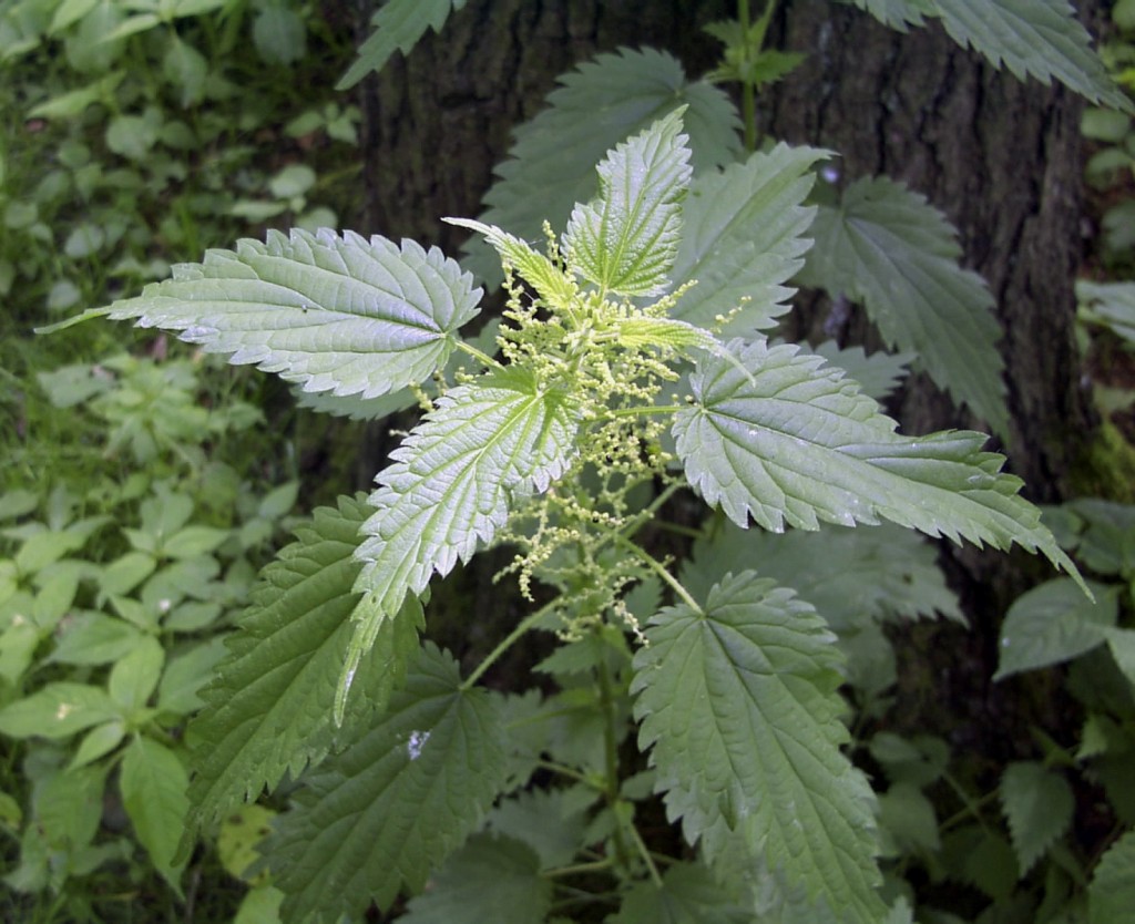 Urtica dioica, the stinging nettle. Photo: Uwe H. Friese, Creative Commons, some rights reserved