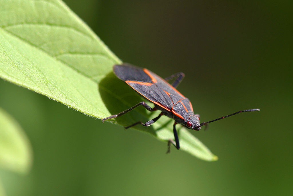 Boxelder bugs will happily chow down on "real" maple trees if no boxelders are availble. Photo: Tom Murphy VII, Creative Commons, some rights reserved