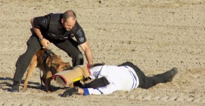 The Ottawa Police Canine Unit takes down a Toronto Maple Leafs fan. Photo by James Morgan 