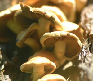 Wild shiitake mushrooms growing on a tree. Photo: Mike, Creative Commons, some rights reserved