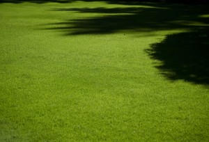 Tree roots are no match for the greedy, ultra-efficient roots of turf grasses. Your lovely lush lawn may be starving your trees of water. Photo: savageblackout, Creative Commons, some rights reserved