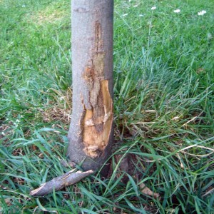 Mower damage has spelled the end of many a lawn tree. Heavy vehicles can also compact the soil, damaging roots driectly and making it hard for water to reach them. Photo: Penman2, Creative Commons, some rights reserved