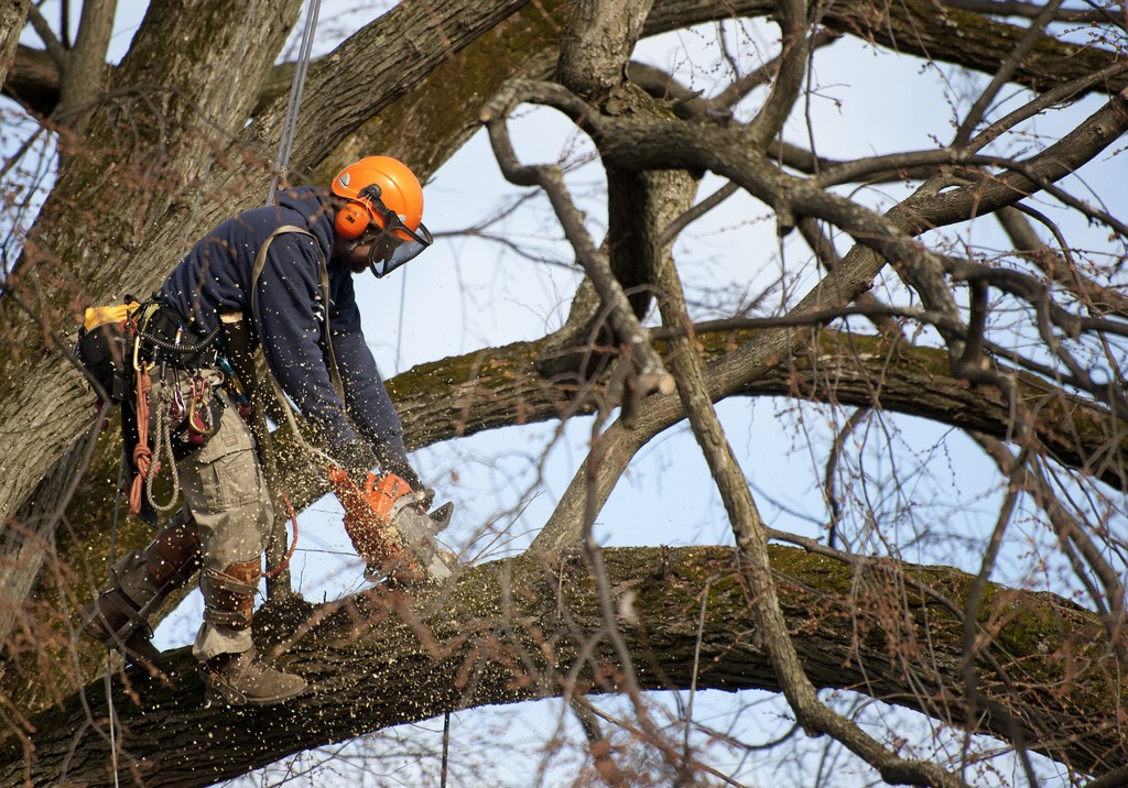 The "sudden" demise of a mature tree is rare; it pretty much takes a chain saw. Photo: Penn State, Creative Commons, some rights reserved