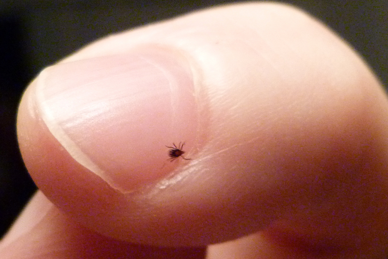 How big is a deer tick nymph? Not very big. Photo: Creative Commons