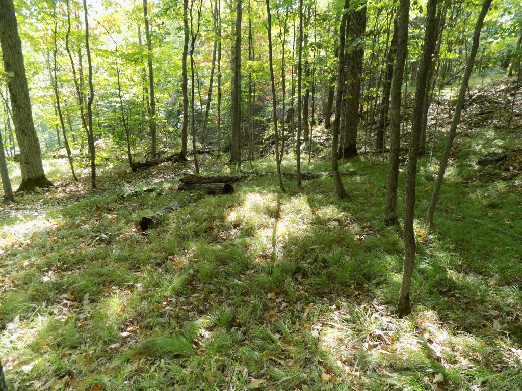 The hardwood forests of the Frontenac Arch often have a grassy glade on their floor.  Photo by James Morgan