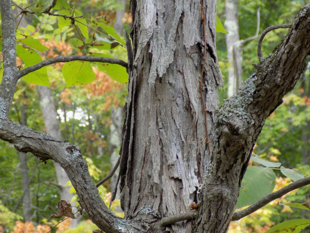 Although the Frontenac Arch has a rugged, northern wilderness landscape, its more southern climate gives it unique tree species like the Shagbark Hickory