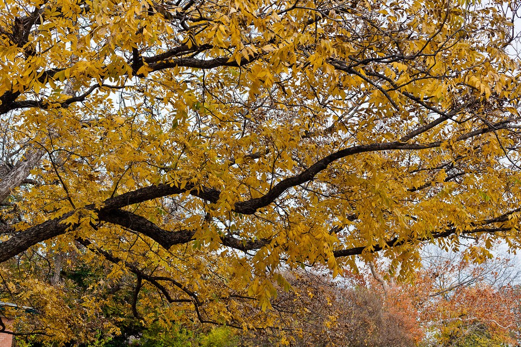 Fall colors dulled by drought. Photo: Cherrywood 78722, Creative Commons, some rights reserved