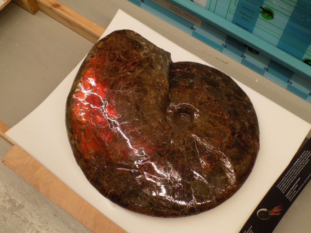 Ammonites are ancient, extinct sea creatures.  Their fossilized remains are often very colorful like this one, which also classifies them as a gemstone.  Photo: James Morgan
