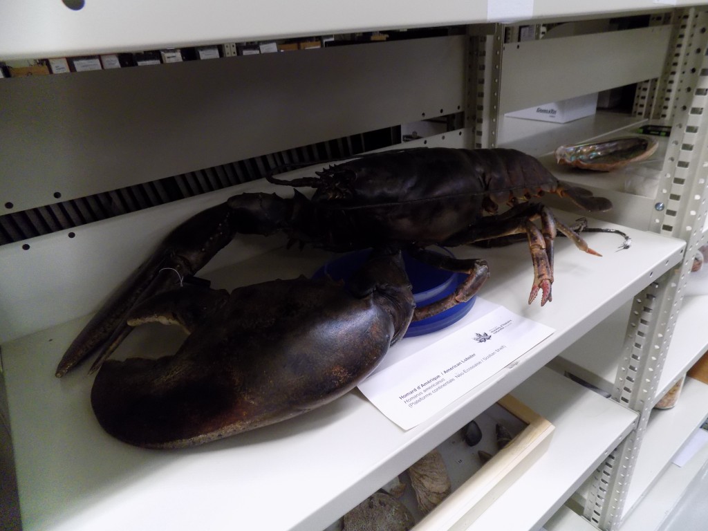 One big lobster.  Photo: James Morgan