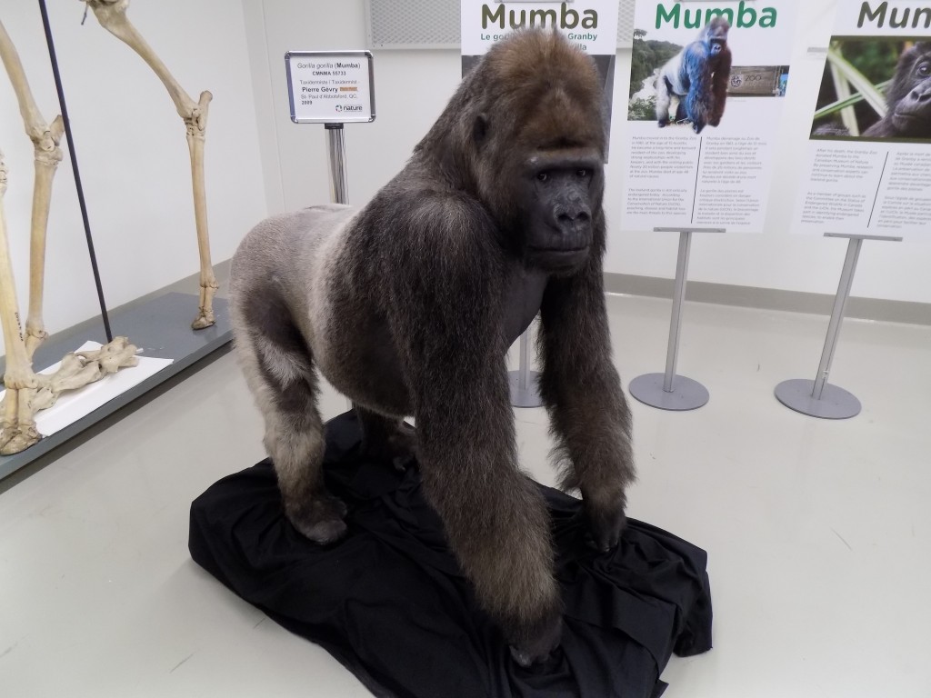 Mumba the gorilla was born in Cameroon and found orphaned.  e spent most of his life at the Granby Zoo near Montreal.  The lifelong bachelor enjoyed drinking tea and died in 2008 at age 48 before being acquired by the Canadian Museum of Nature.  Photo: James Morgan