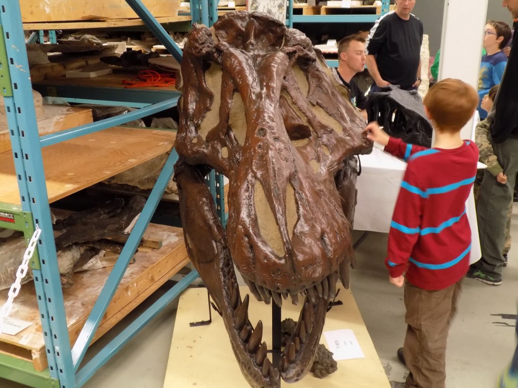 Dinosaurs never cease to fascinate children.  This is the skull of a tyrannosaurus rex.  Photo: James Morgan