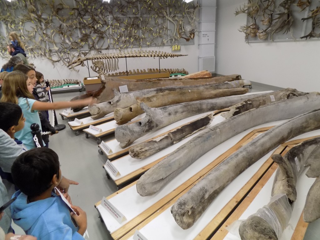 A display of whale bones.  An entire beluga skeleton is on display in the background, below a wall of thousands of antlers.  Photo: James Morgan